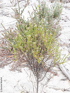 Ixodia achillaeoides ssp. alata p Denzel Murfet Flinders Chase NP